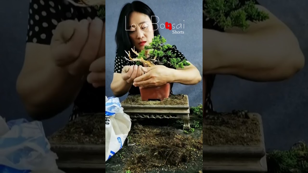 Artistic bonsai pruning techniques! #81 #lovebonsai #bonsai #bonsaiart #bonsaitree