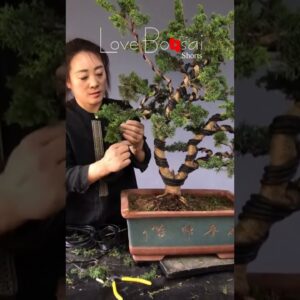 Artistic bonsai pruning techniques! #82 #lovebonsai #bonsai #bonsaiart #bonsaitree