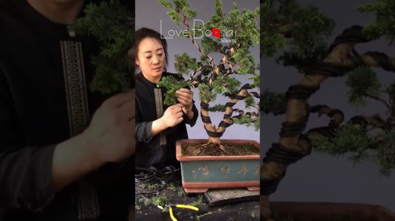 Artistic bonsai pruning techniques! #82 #lovebonsai #bonsai #bonsaiart #bonsaitree