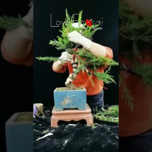 Artistic bonsai pruning techniques! #84 #lovebonsai #bonsai #bonsaiart #bonsaitree