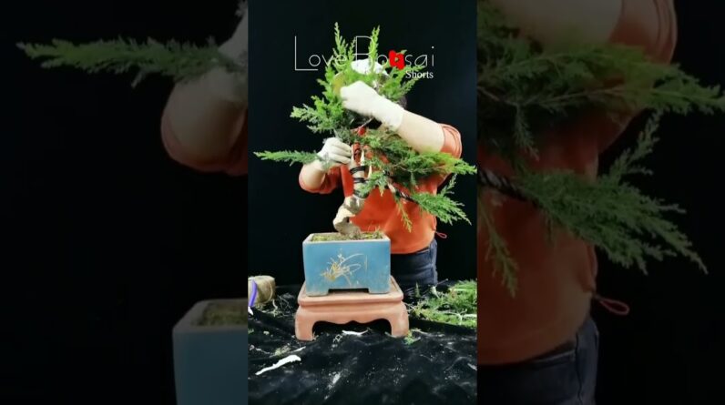 Artistic bonsai pruning techniques! #84 #lovebonsai #bonsai #bonsaiart #bonsaitree