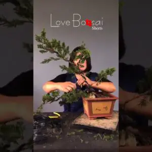 Artistic bonsai pruning techniques! #85 #lovebonsai #bonsai #bonsaiart #bonsaitree