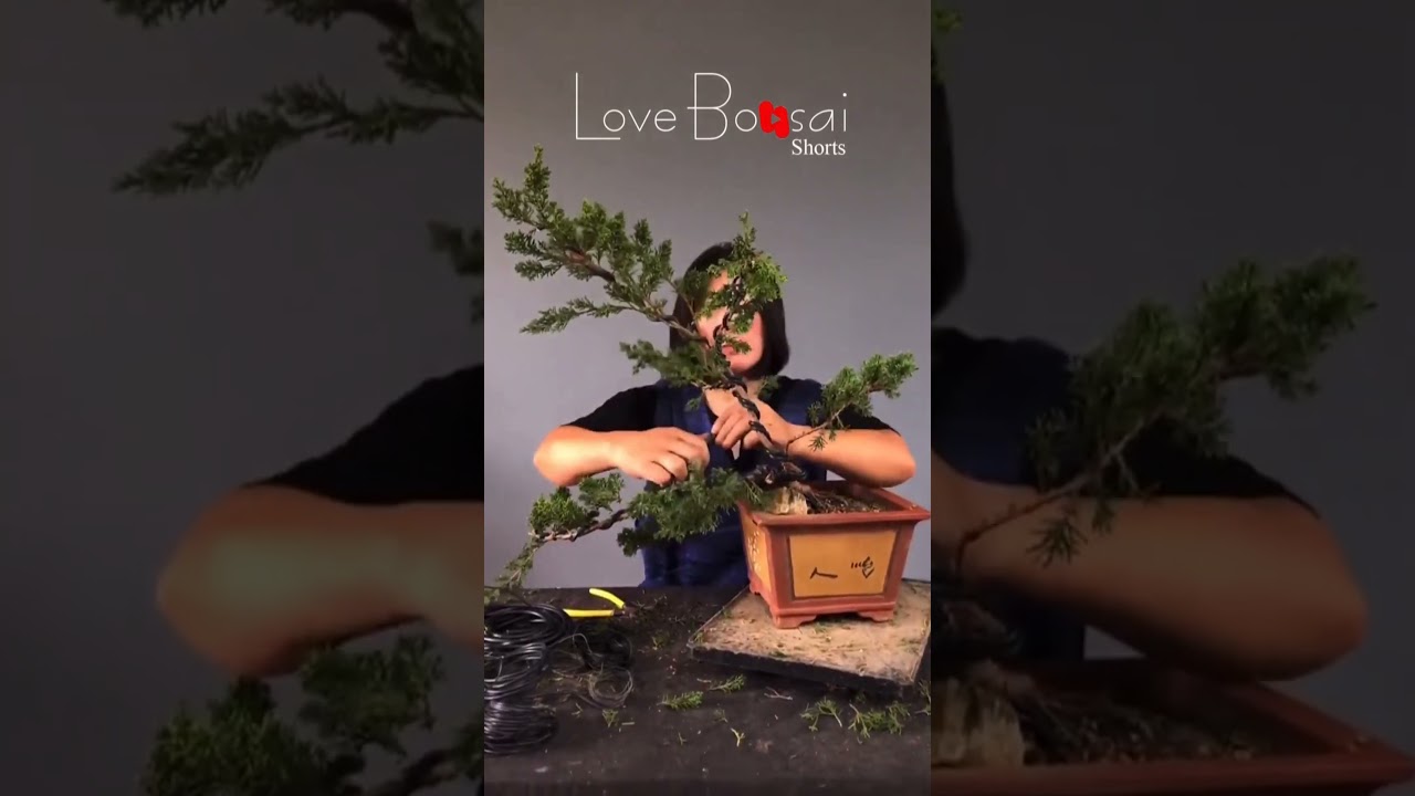 Artistic bonsai pruning techniques! #85 #lovebonsai #bonsai #bonsaiart #bonsaitree