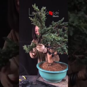 Artistic bonsai pruning techniques! #86 #lovebonsai #bonsai #bonsaiart #bonsaitree