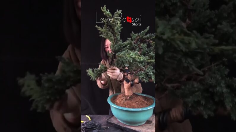 Artistic bonsai pruning techniques! #86 #lovebonsai #bonsai #bonsaiart #bonsaitree