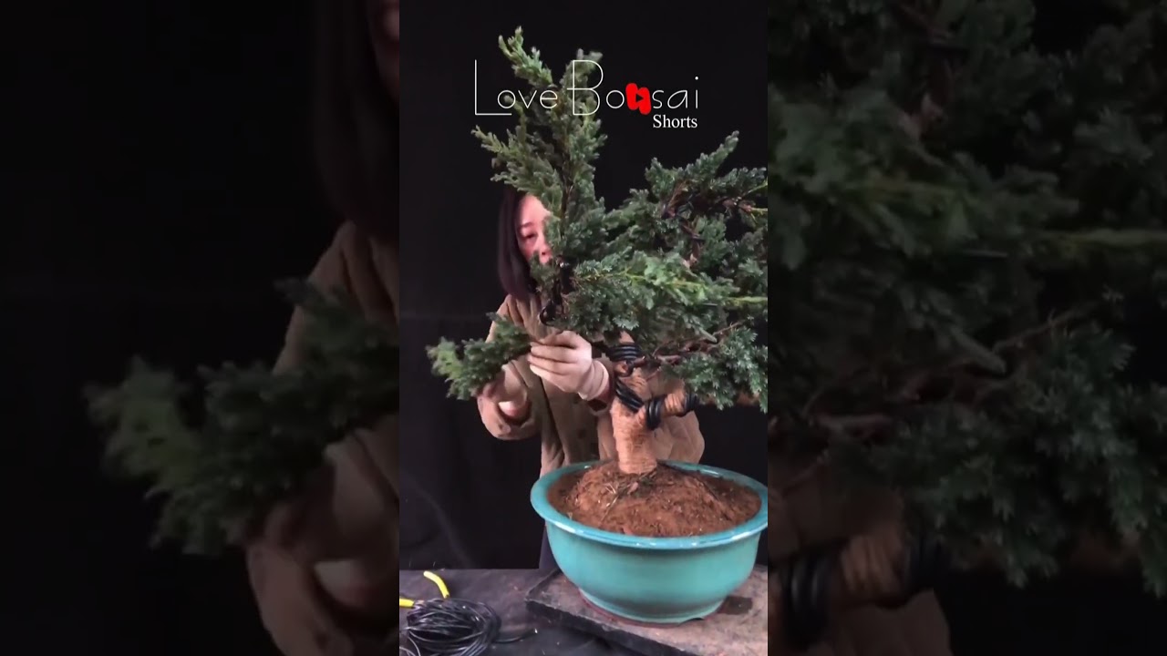 Artistic bonsai pruning techniques! #86 #lovebonsai #bonsai #bonsaiart #bonsaitree