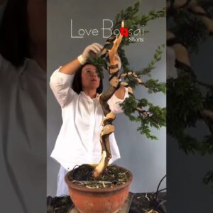 Artistic bonsai pruning techniques! #87 #lovebonsai #bonsai #bonsaiart #bonsaitree