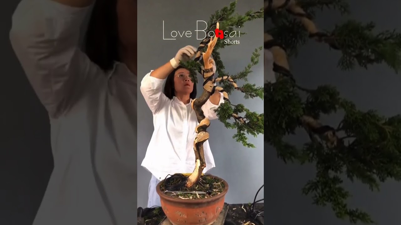 Artistic bonsai pruning techniques! #87 #lovebonsai #bonsai #bonsaiart #bonsaitree