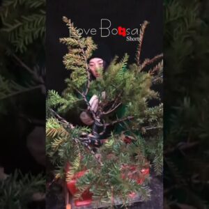 Artistic bonsai pruning techniques! #88 #lovebonsai #bonsai #bonsaiart #bonsaitree