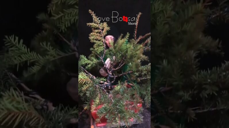 Artistic bonsai pruning techniques! #88 #lovebonsai #bonsai #bonsaiart #bonsaitree