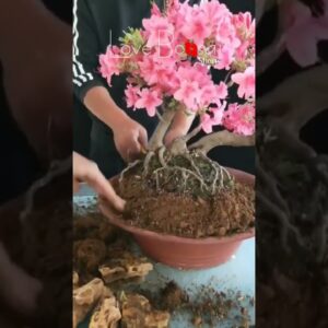 Artistic bonsai pruning techniques! #90 #lovebonsai #bonsai #bonsaiart #bonsaitree