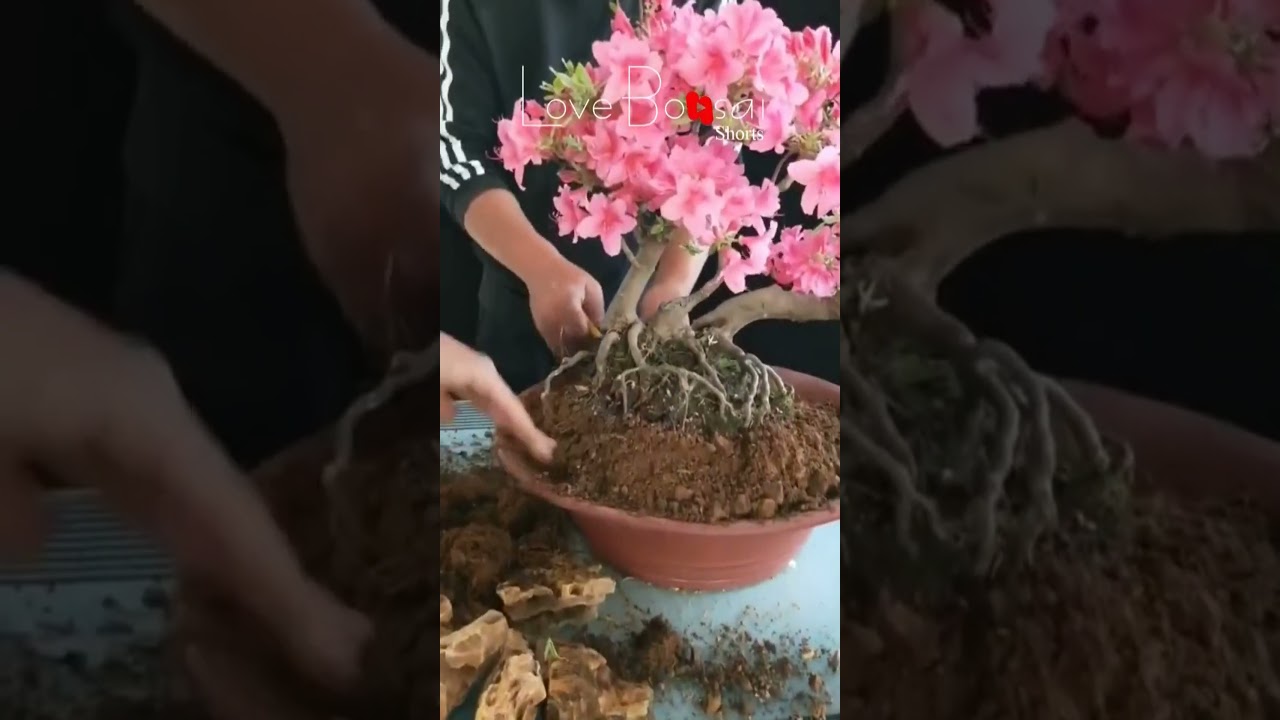 Artistic bonsai pruning techniques! #90 #lovebonsai #bonsai #bonsaiart #bonsaitree