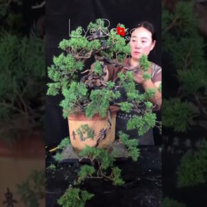 Artistic bonsai pruning techniques! #91 #lovebonsai #bonsai #bonsaiart #bonsaitree