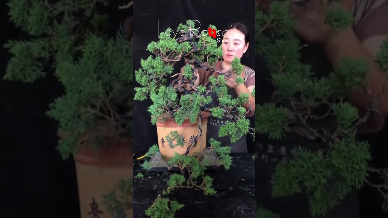 Artistic bonsai pruning techniques! #91 #lovebonsai #bonsai #bonsaiart #bonsaitree