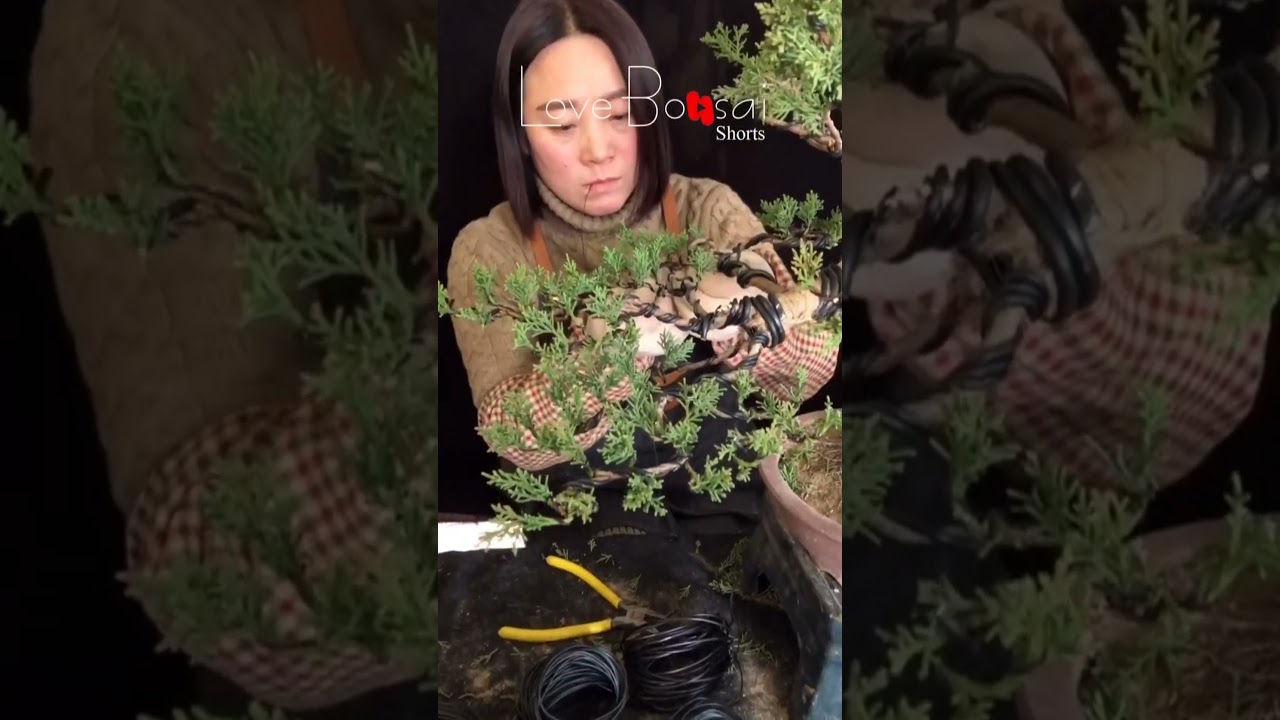 Artistic bonsai pruning techniques! #92 #lovebonsai #bonsai #bonsaiart #bonsaitree