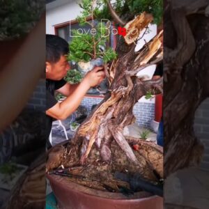 Artistic bonsai pruning techniques! #94 #lovebonsai #bonsai #bonsaiart #bonsaitree