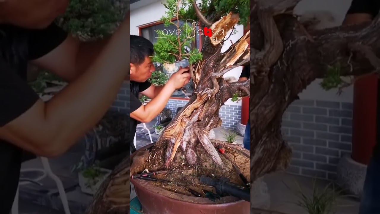 Artistic bonsai pruning techniques! #94 #lovebonsai #bonsai #bonsaiart #bonsaitree