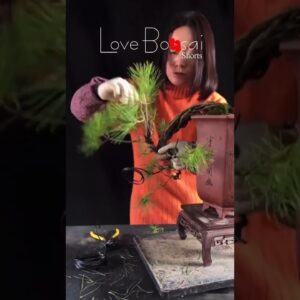 Artistic bonsai pruning techniques! #95 #lovebonsai #bonsai #bonsaiart #bonsaitree