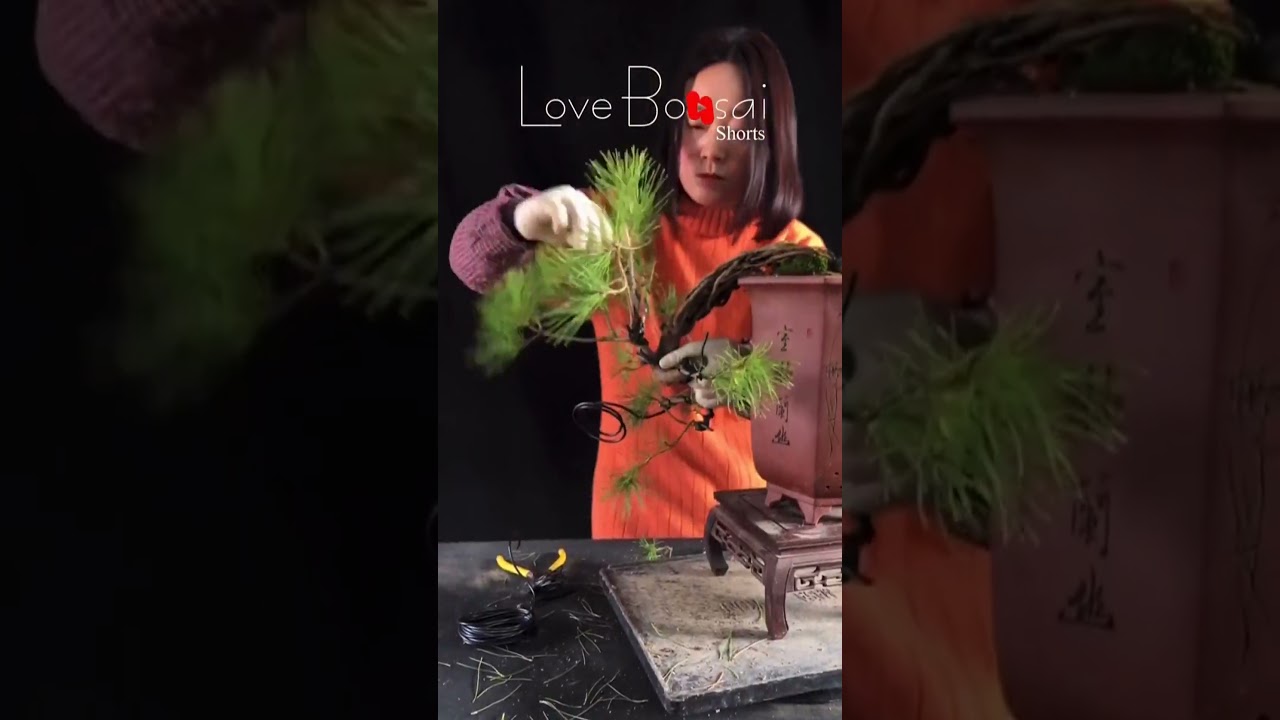 Artistic bonsai pruning techniques! #95 #lovebonsai #bonsai #bonsaiart #bonsaitree