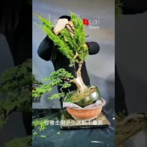 Artistic bonsai pruning techniques! #97 #lovebonsai #bonsai #bonsaiart #bonsaitree