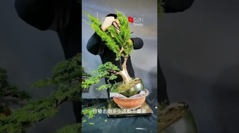 Artistic bonsai pruning techniques! #97 #lovebonsai #bonsai #bonsaiart #bonsaitree