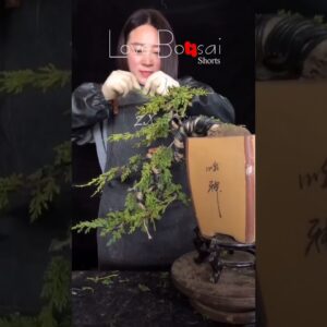 Artistic bonsai pruning techniques! #98 #lovebonsai #bonsai #bonsaiart #bonsaitree