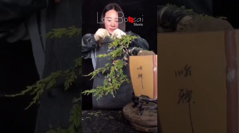 Artistic bonsai pruning techniques! #98 #lovebonsai #bonsai #bonsaiart #bonsaitree