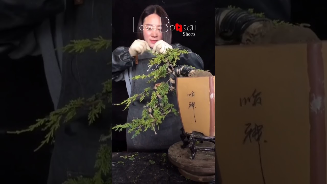 Artistic bonsai pruning techniques! #98 #lovebonsai #bonsai #bonsaiart #bonsaitree