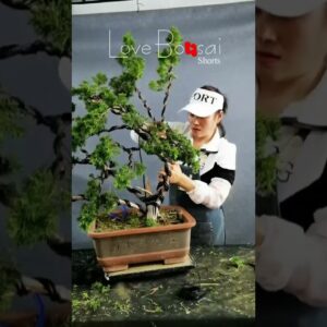 Artistic bonsai pruning techniques! #99 #lovebonsai #bonsai #bonsaiart #bonsaitree