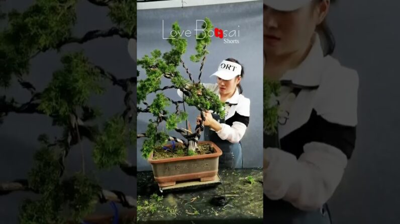 Artistic bonsai pruning techniques! #99 #lovebonsai #bonsai #bonsaiart #bonsaitree