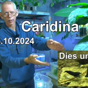 Zwerggarnelen Caridina Dies und Das zum Nachdenken und sehen was die Garnelen so machen