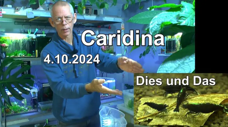 Zwerggarnelen Caridina Dies und Das zum Nachdenken und sehen was die Garnelen so machen