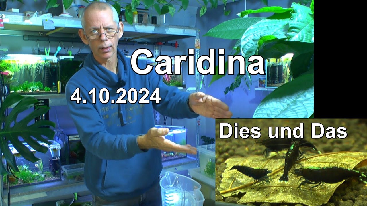 Zwerggarnelen Caridina Dies und Das zum Nachdenken und sehen was die Garnelen so machen