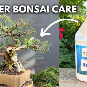 Is My Bonsai Too Wet or Too Dry? | Q&A