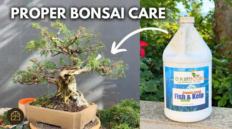 Is My Bonsai Too Wet or Too Dry? | Q&A