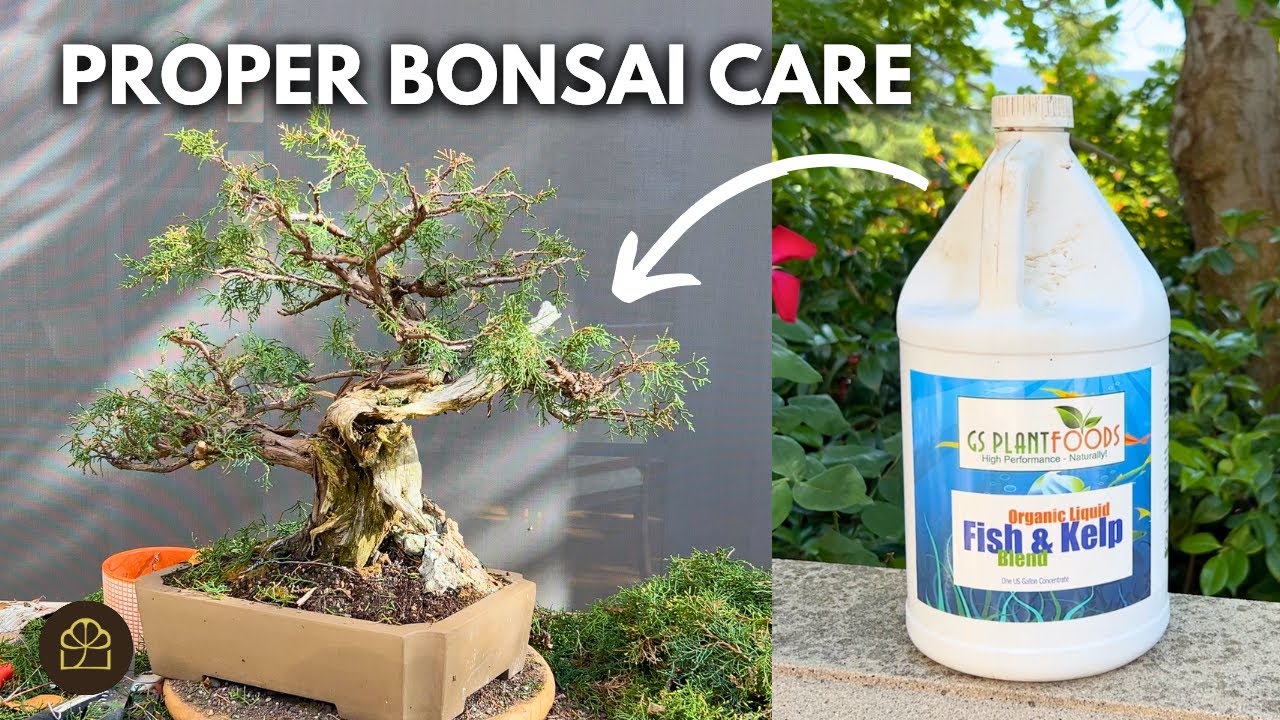 Is My Bonsai Too Wet or Too Dry? | Q&A