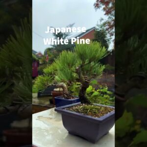 Japanese Black or White Pine Bonsai?