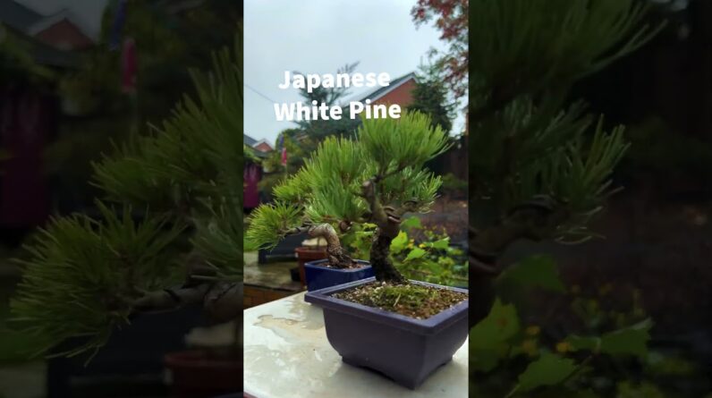 Japanese Black or White Pine Bonsai?