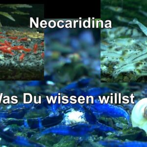 Neocaridina Was Du wissen willst kannst Du Heute erfahren mit den Zwerggarnelen Shrimp für Anfänger