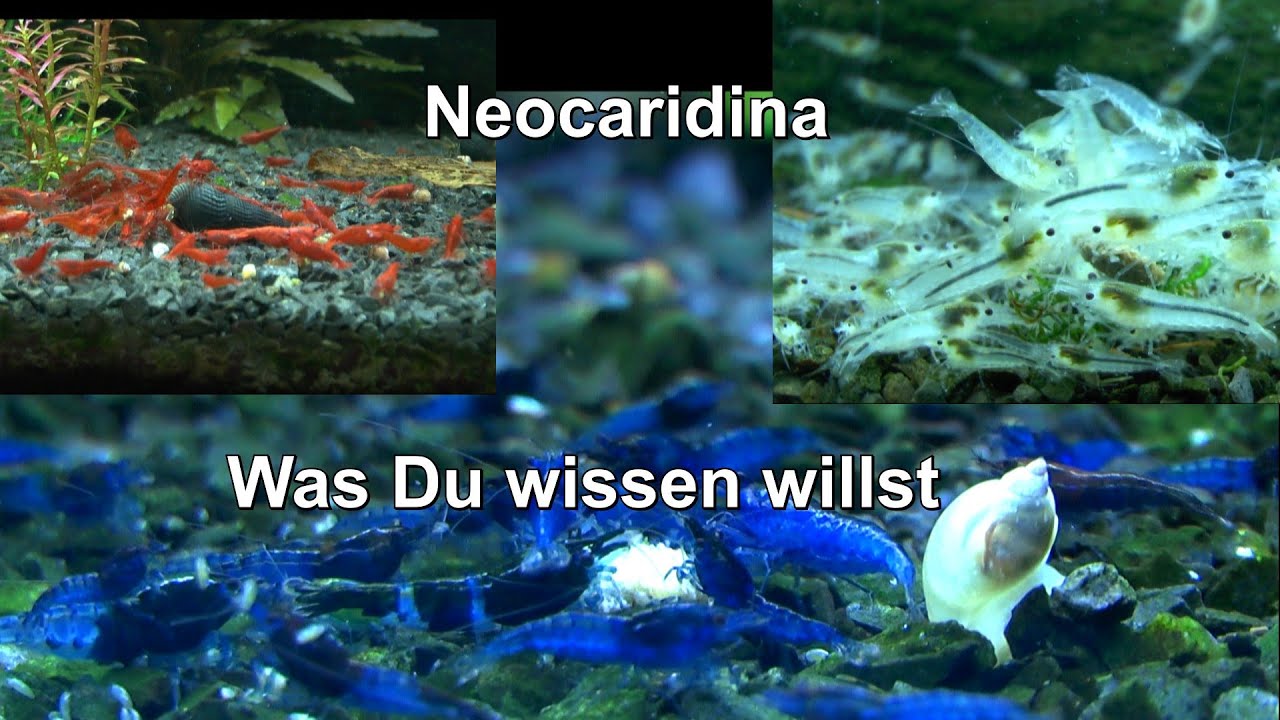 Neocaridina Was Du wissen willst kannst Du Heute erfahren mit den Zwerggarnelen Shrimp für Anfänger