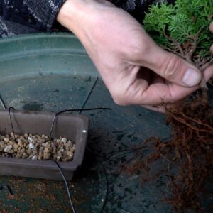 Making a mini Hinoki cypress Bonsai tree