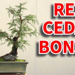 Making a Red Cedar bonsai tree from raw material, Tanuki style.