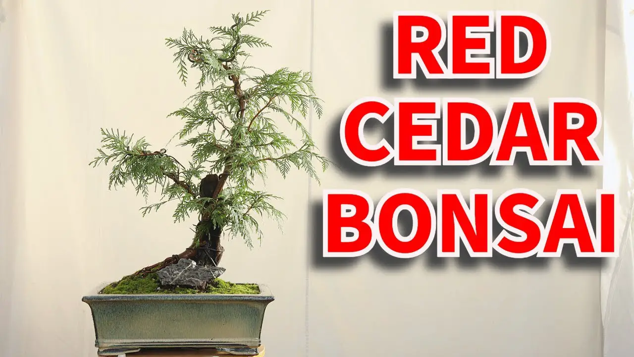 Making a Red Cedar bonsai tree from raw material, Tanuki style.