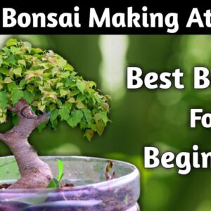 Mame Bonsai Making At Home | Best Bonsai For Beginners