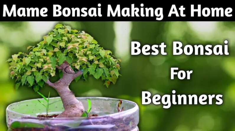 Mame Bonsai Making At Home | Best Bonsai For Beginners