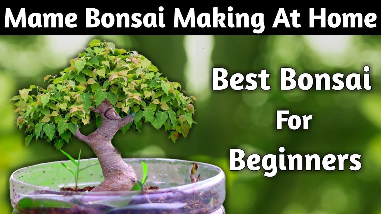 Mame Bonsai Making At Home | Best Bonsai For Beginners