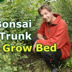 My Bonsai Trunk Grow-Bed (Maintenance, trunk chopping and discussion)