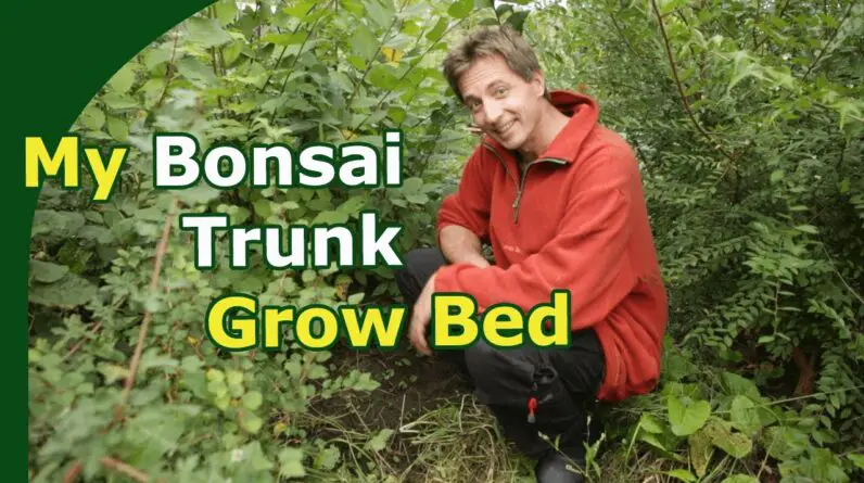 My Bonsai Trunk Grow-Bed (Maintenance, trunk chopping and discussion)