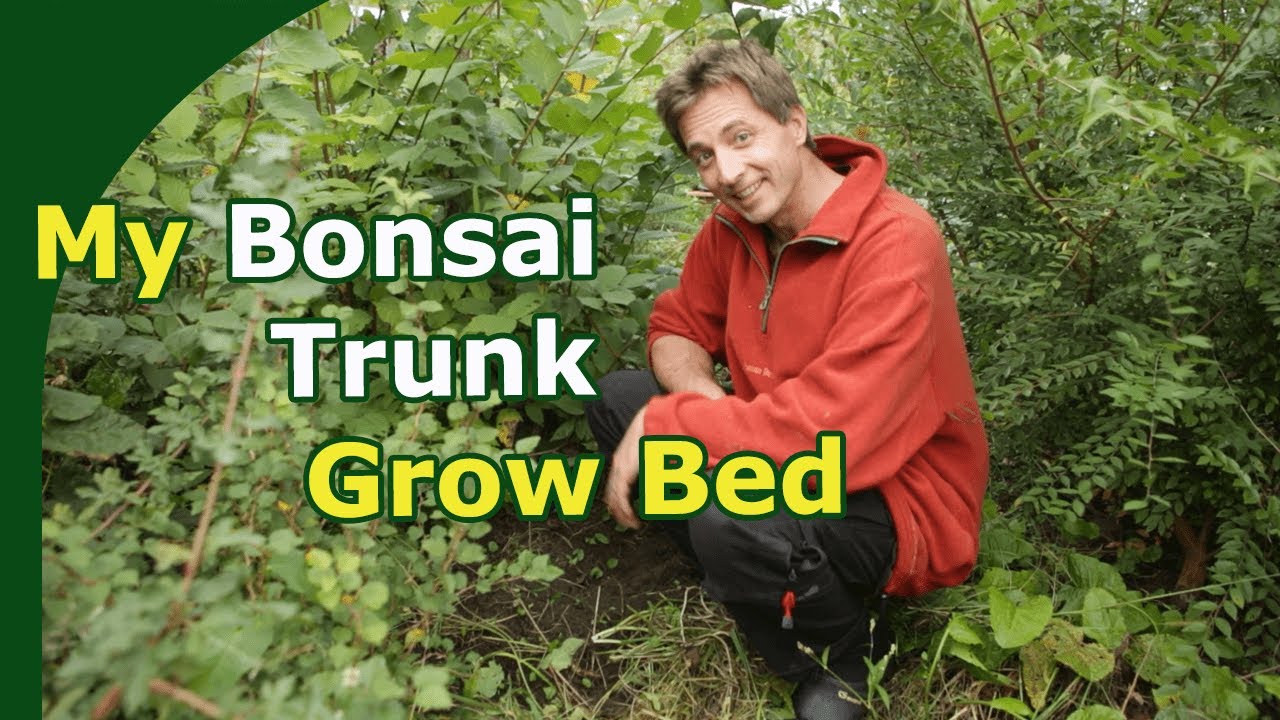 My Bonsai Trunk Grow-Bed (Maintenance, trunk chopping and discussion)