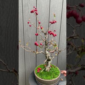 Nagasaki Bonsai Crab Apple Harvest